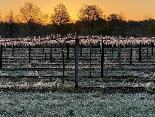 Duplin Winery growers actually ice vines to save them from freezing