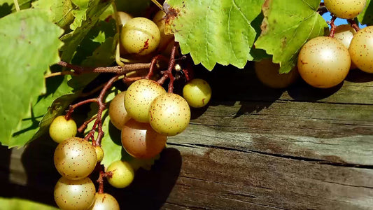 All About Muscadine Wine
